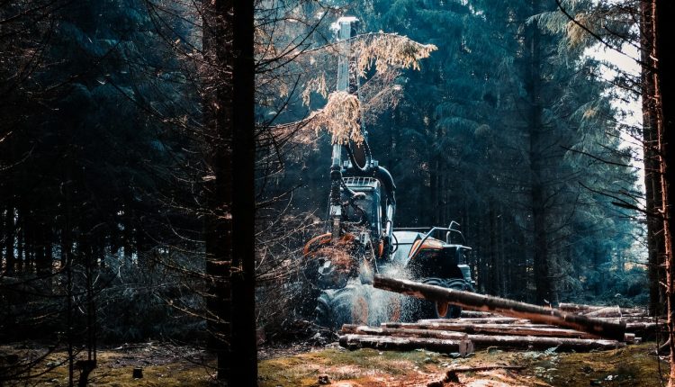 zaklad uslug lesnych